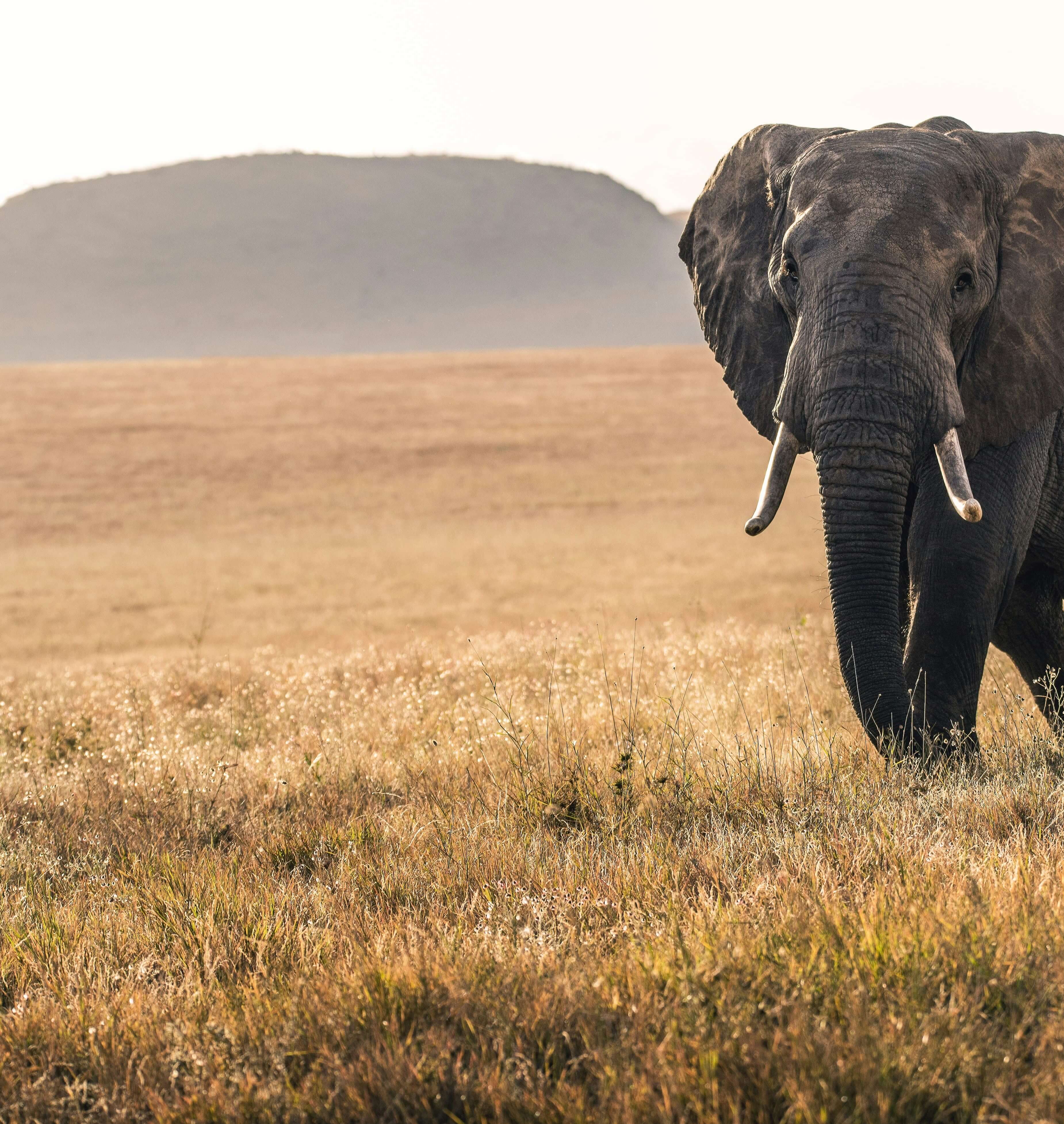 Beyond The Savannah: Unveiling The Thrilling World Of African Tribal Games